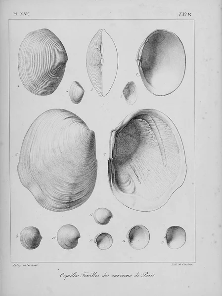 Coquilles Fossiles Images Anciennes Vintage — Photo