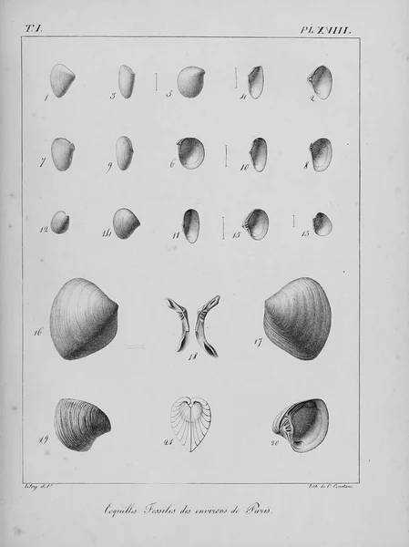 Coquilles Fossiles Images Anciennes Vintage — Photo