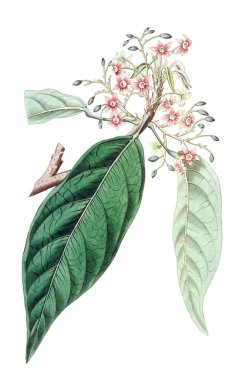 Bitki çizimi. Eski ve seçkin resim