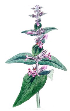 Bitki çizimi. Eski ve seçkin resim