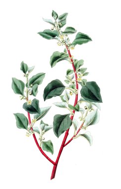 Bitki çizimi. Eski ve seçkin resim