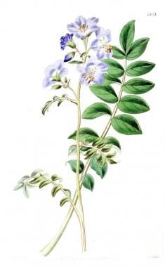 Bitki çizimi. Eski ve seçkin resim