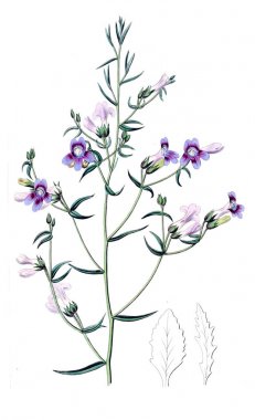 Bitki çizimi. Eski ve seçkin resim