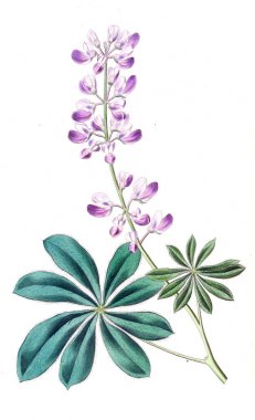 Bitki çizimi. Eski ve seçkin resim