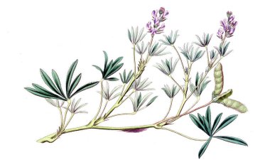 Bitki çizimi. Eski ve seçkin resim