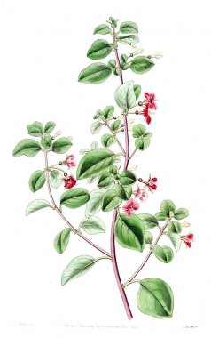 Bitki çizimi. Eski ve seçkin resim