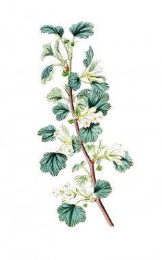 Bitki çizimi. Eski ve seçkin resim