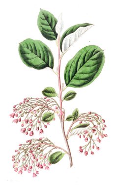 Bitki çizimi. Eski ve seçkin resim