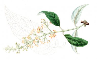 Bitki çizimi. Eski ve seçkin resim