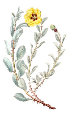 Bitki çizimi. Eski ve seçkin resim