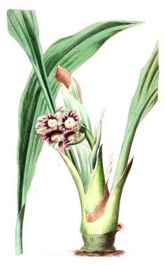 Bitki çizimi. Eski ve seçkin resim