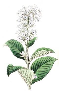 Bitki çizimi. Eski ve seçkin resim