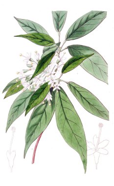 Bitki çizimi. Eski ve seçkin resim