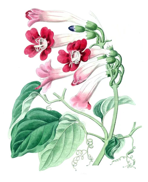 Illustration Der Pflanze Altes Und Altes Image — Stockfoto