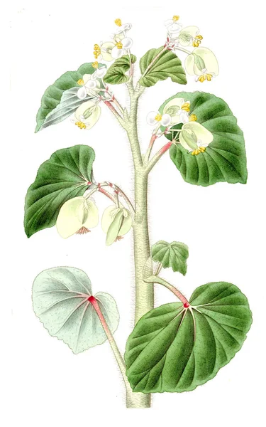 Иллюстрация Растения Старое Старинное Изображение — стоковое фото