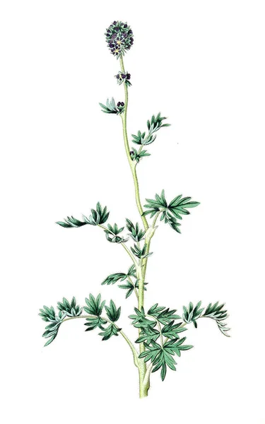 Illustration Plant Old Vintage Image — Stock Photo, Image