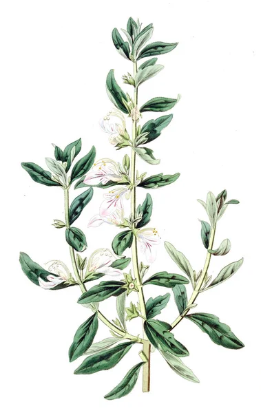 植物のイラスト 古いビンテージ イメージ — ストック写真