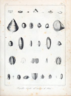 Fosil kabukları. Eski ve vintage resimleri.