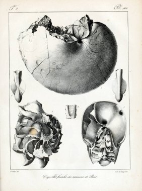 Fosil kabukları. Eski ve vintage resimleri.