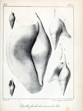 Fosil kabukları. Eski ve vintage resimleri.