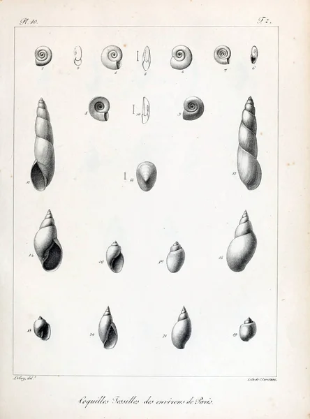 Ископаемые Раковины Старые Старинные Картины — стоковое фото
