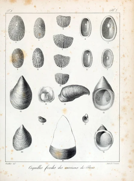 Fossil Shells Old Vintage Pictures — Stock Photo, Image