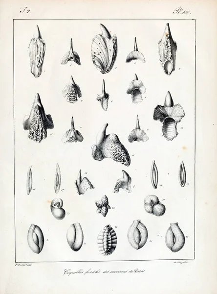Ископаемые Раковины Старые Старинные Картины — стоковое фото