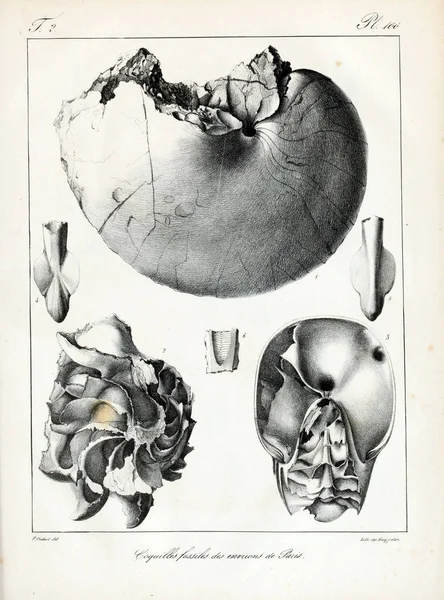 化石贝壳 老式和老式图片 — 图库照片