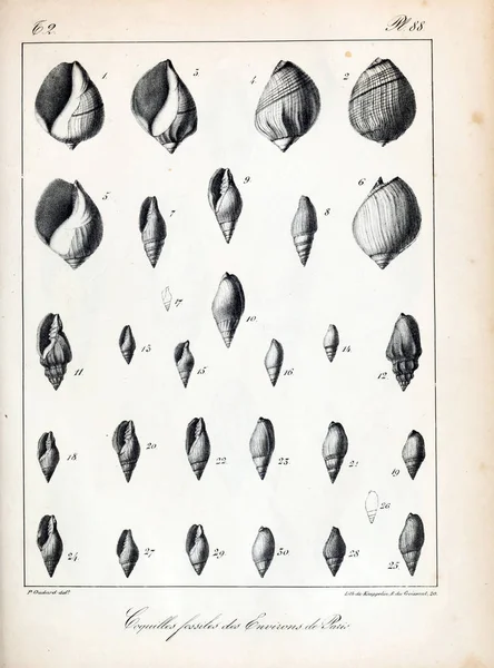 Coquilles Fossiles Images Anciennes Vintage — Photo