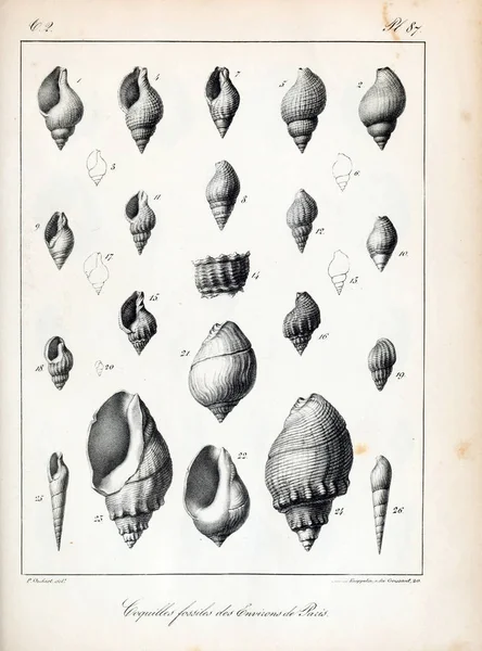 Fossil Shells Old Vintage Pictures — Stock Photo, Image