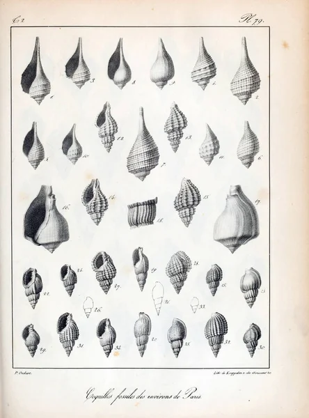 Coquilles Fossiles Images Anciennes Vintage — Photo