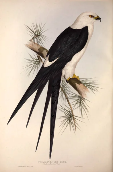 Ilustracja Ptaków Drapieżnych — Zdjęcie stockowe