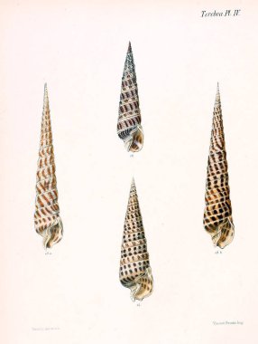 Deniz kabuklarını Illustration. Conchologia iconica veya kabukları molluscous hayvan çizimleri.