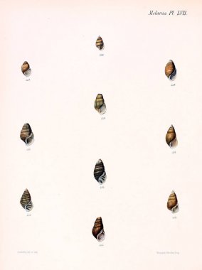 Deniz kabuklarını Illustration. Conchologia iconica veya kabukları molluscous hayvan çizimleri.