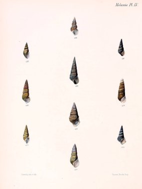 Deniz kabuklarını Illustration. Conchologia iconica veya kabukları molluscous hayvan çizimleri.