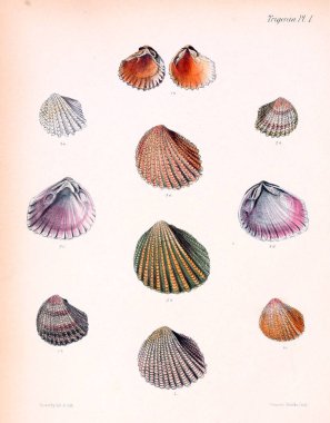 Deniz kabuklarını Illustration. Conchologia iconica veya kabukları molluscous hayvan çizimleri.