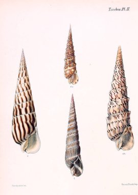 Deniz kabuklarını Illustration. Conchologia iconica veya kabukları molluscous hayvan çizimleri.