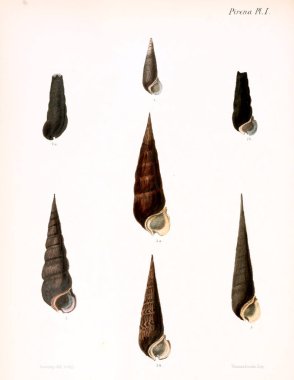 Deniz kabuklarını Illustration. Conchologia iconica veya kabukları molluscous hayvan çizimleri.