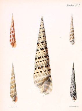 Deniz kabuklarını Illustration. Conchologia iconica veya kabukları molluscous hayvan çizimleri.