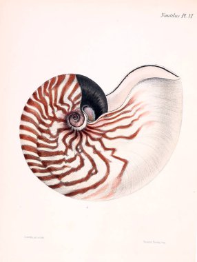 Deniz kabuklarını Illustration. Conchologia iconica veya kabukları molluscous hayvan çizimleri.
