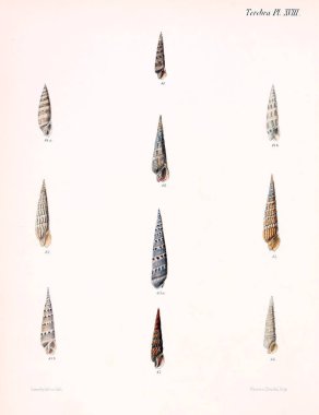 Deniz kabuklarını Illustration. Conchologia iconica veya kabukları molluscous hayvan çizimleri.