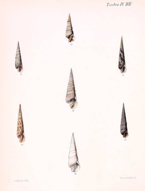 Deniz kabuklarını Illustration. Conchologia iconica veya kabukları molluscous hayvan çizimleri.