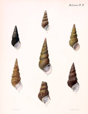 Deniz kabuklarını Illustration. Conchologia iconica veya kabukları molluscous hayvan çizimleri.