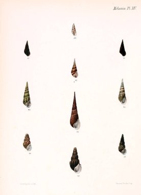 Deniz kabuklarını Illustration. Conchologia iconica veya kabukları molluscous hayvan çizimleri.