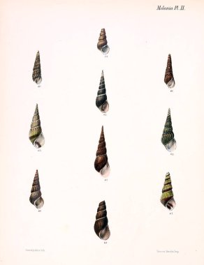 Deniz kabuklarını Illustration. Conchologia iconica veya kabukları molluscous hayvan çizimleri.
