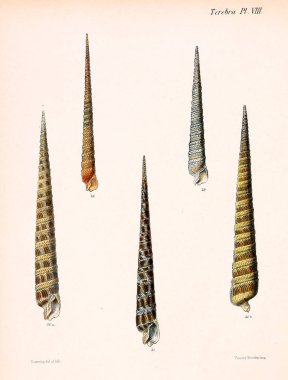 Deniz kabuklarını Illustration. Conchologia iconica veya kabukları molluscous hayvan çizimleri.