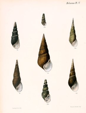 Deniz kabuklarını Illustration. Conchologia iconica veya kabukları molluscous hayvan çizimleri.