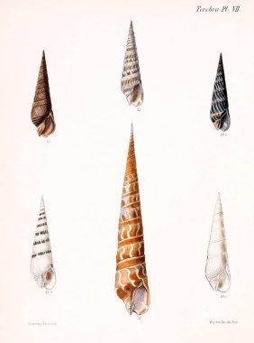 Deniz kabuklarını Illustration. Conchologia iconica veya kabukları molluscous hayvan çizimleri.