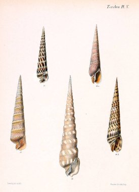 Deniz kabuklarını Illustration. Conchologia iconica veya kabukları molluscous hayvan çizimleri.