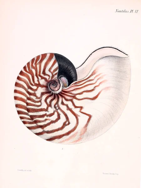 Ilustracja Muszelek Conchologia Iconica Lub Ilustracje Muszli Molluscous Zwierząt — Zdjęcie stockowe